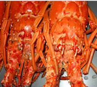 Florida Lobster - spiny lobster #keywest.  AboutFantasyFest.com