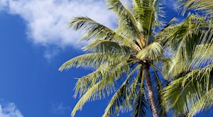 Palm Trees at Key West.  MORE: AboutFantasyFest.com